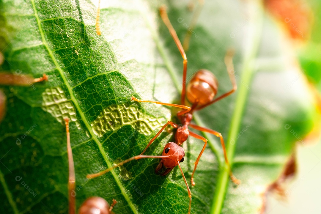 Formiga vermelha, ação ajudando a comida no galho grande árvore, no jardim entre folhas verdes desfocar o fundo do olho e fundo preto