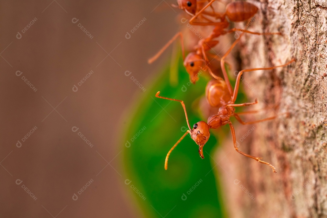 Formiga vermelha, ação ajudando a comida no galho grande árvore, no jardim entre folhas verdes desfocar o fundo do olho e fundo preto