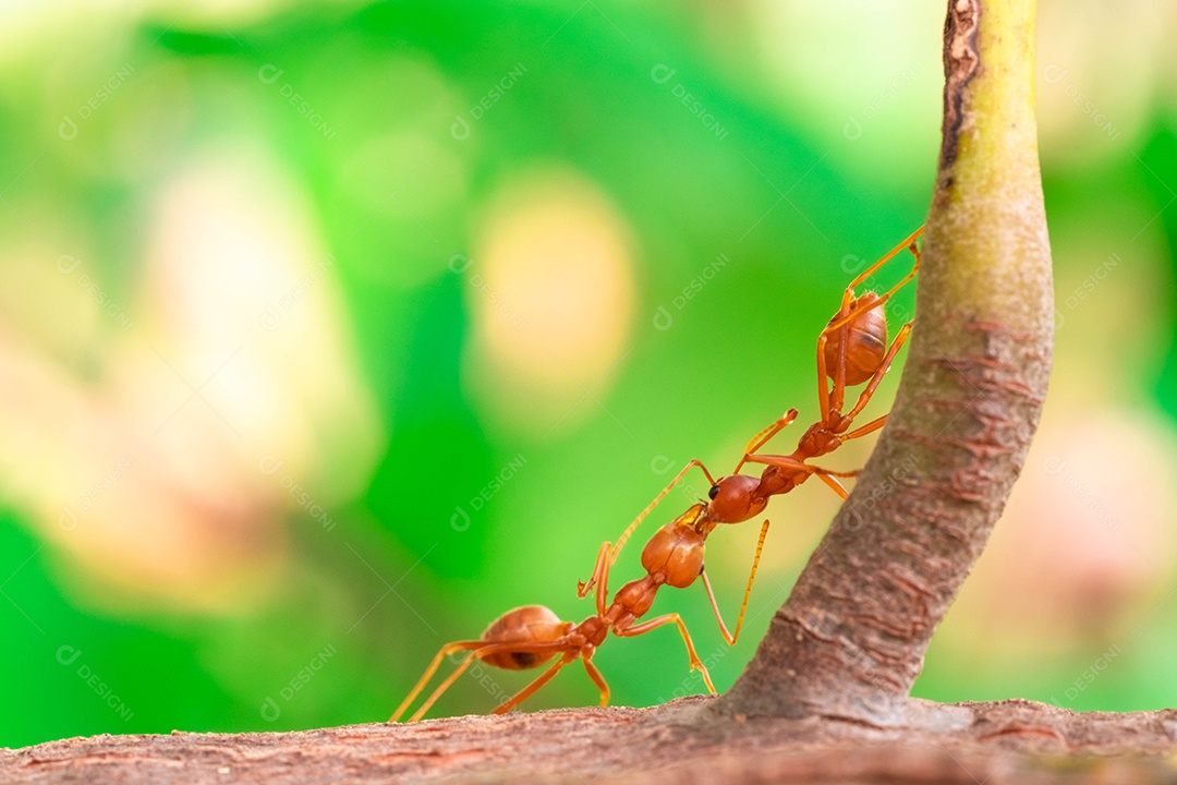 Formiga vermelha, ação ajudando a comida no galho grande árvore, no jardim entre folhas verdes desfocar o fundo do olho e fundo preto