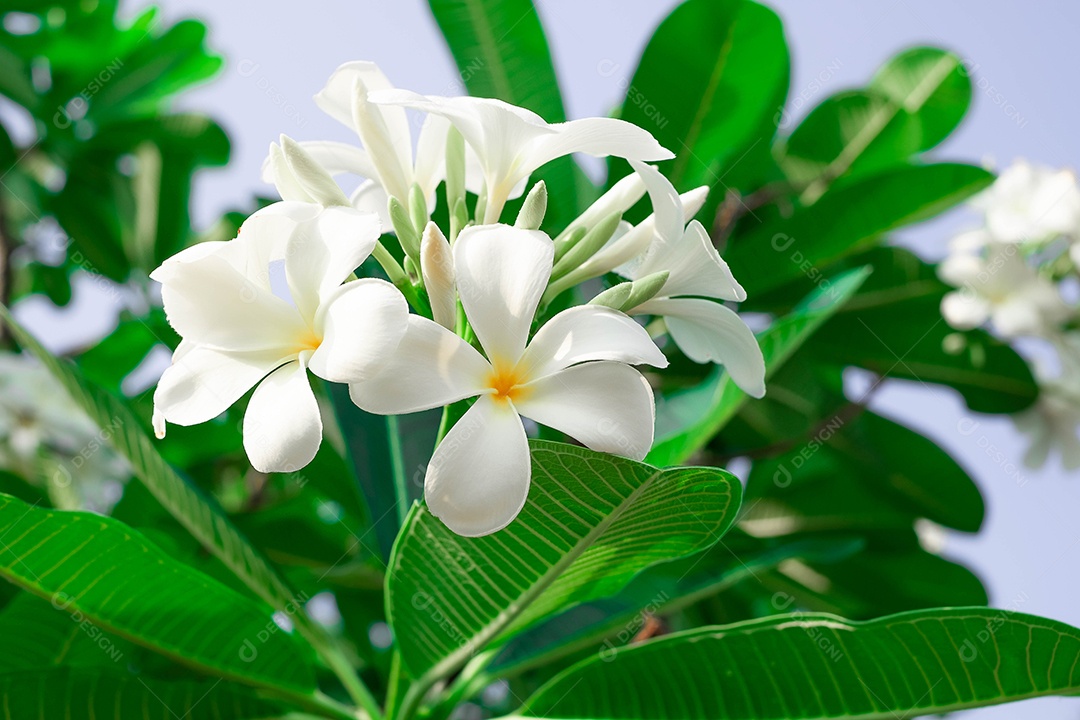 Jampha (Plumeria) é um grupo de plantas do gênero Plumeria, em plena floração no jardim, em torno de folha verde suave desfoque para fundo, ponto macro