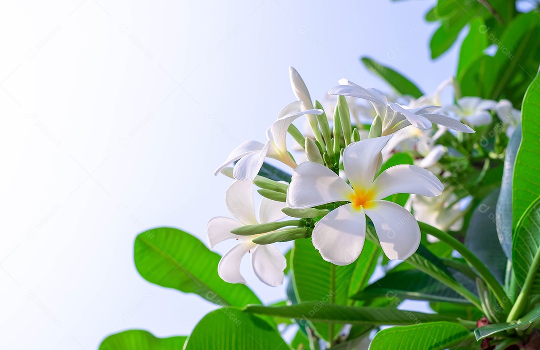 Jampha (Plumeria) é um grupo de plantas do gênero Plumeria, em plena floração no jardim, em torno de folha verde suave desfoque para fundo, ponto macro