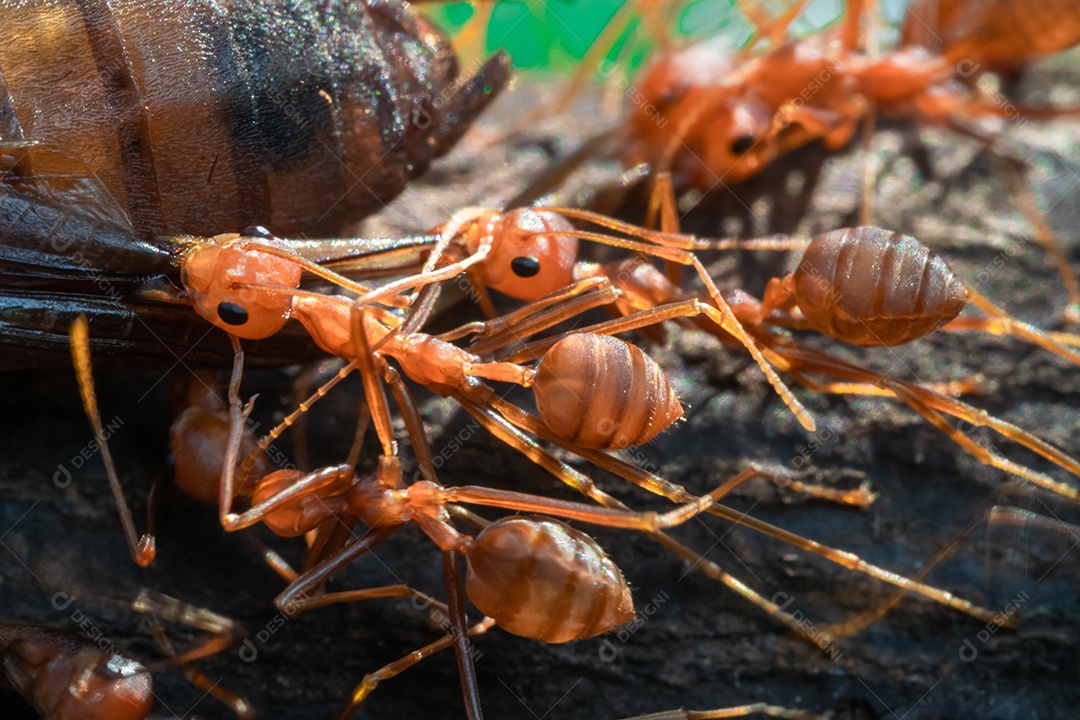 Formiga vermelha, ação ajudando a comida no galho grande árvore, no jardim entre folhas verdes desfocar o fundo do olho e fundo preto