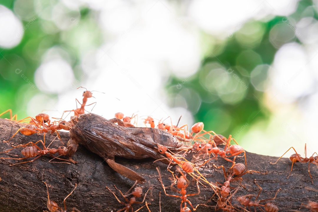 Formiga vermelha, ação ajudando a comida no galho grande árvore, no jardim entre folhas verdes desfocar o fundo do olho e fundo preto
