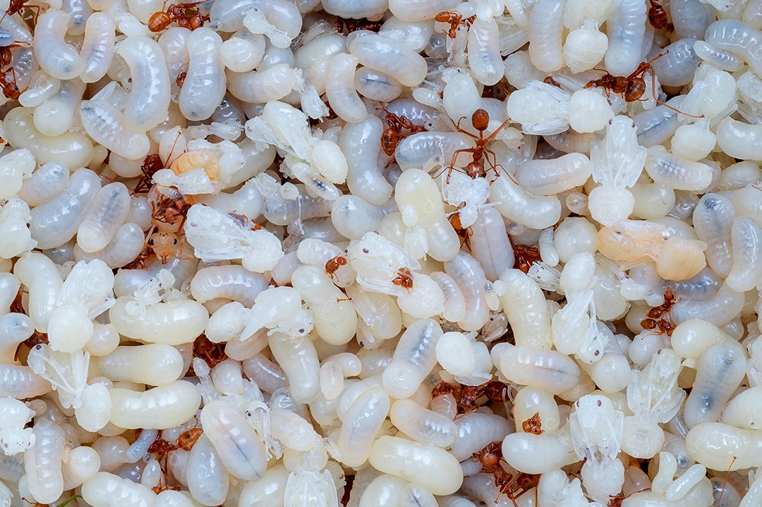 Muitos ovos de formiga e bebê formiga, comida tailandesa tradicional tropical