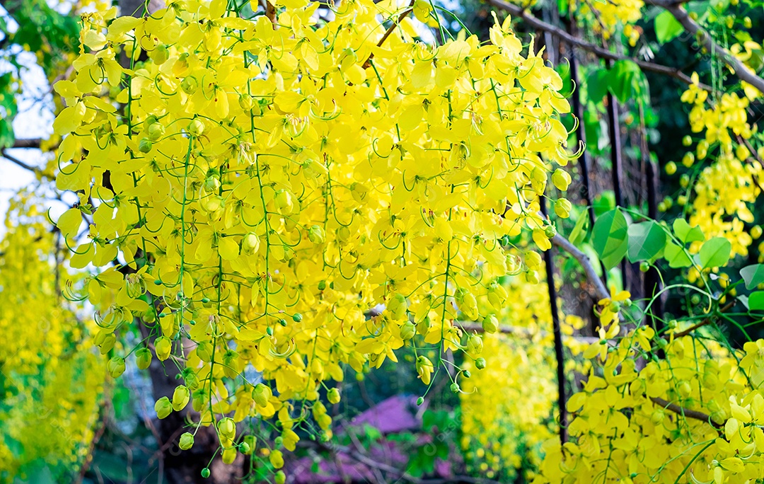 Fístula de Cássia. Flores douradas tailandesas. Buquê amarelo. Flores nacionais da Tailândia. Flores desabrochando no verão da Tailândia. Flores Koon