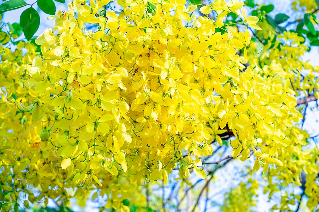 Fístula de Cássia. Flores douradas tailandesas. Buquê amarelo. Flores nacionais da Tailândia. Flores desabrochando no verão da Tailândia. Flores Koon