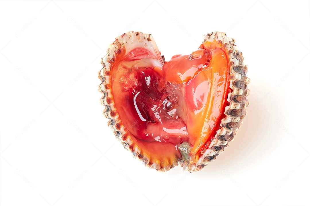 Casca de berbigão cozida fresca e deliciosa em fundo branco, comida tailandesa, macro