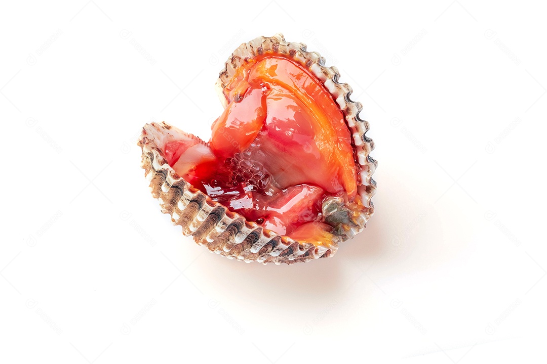 Casca de berbigão cozida fresca e deliciosa em fundo branco, comida tailandesa, macro