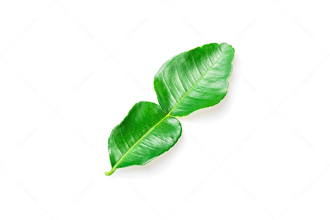 bergamota verde ou ma-grood (fruta tailandesa) em alta definição sobre fundo branco, macro