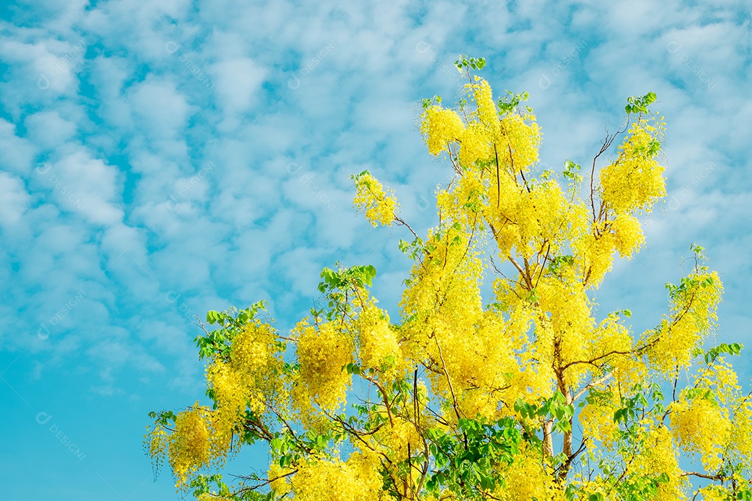 Fístula de Cássia. Flores douradas tailandesas. Buquê amarelo. Flores nacionais da Tailândia. Flores desabrochando no verão da Tailândia. Dok Koon (nome da flor da Tailândia)