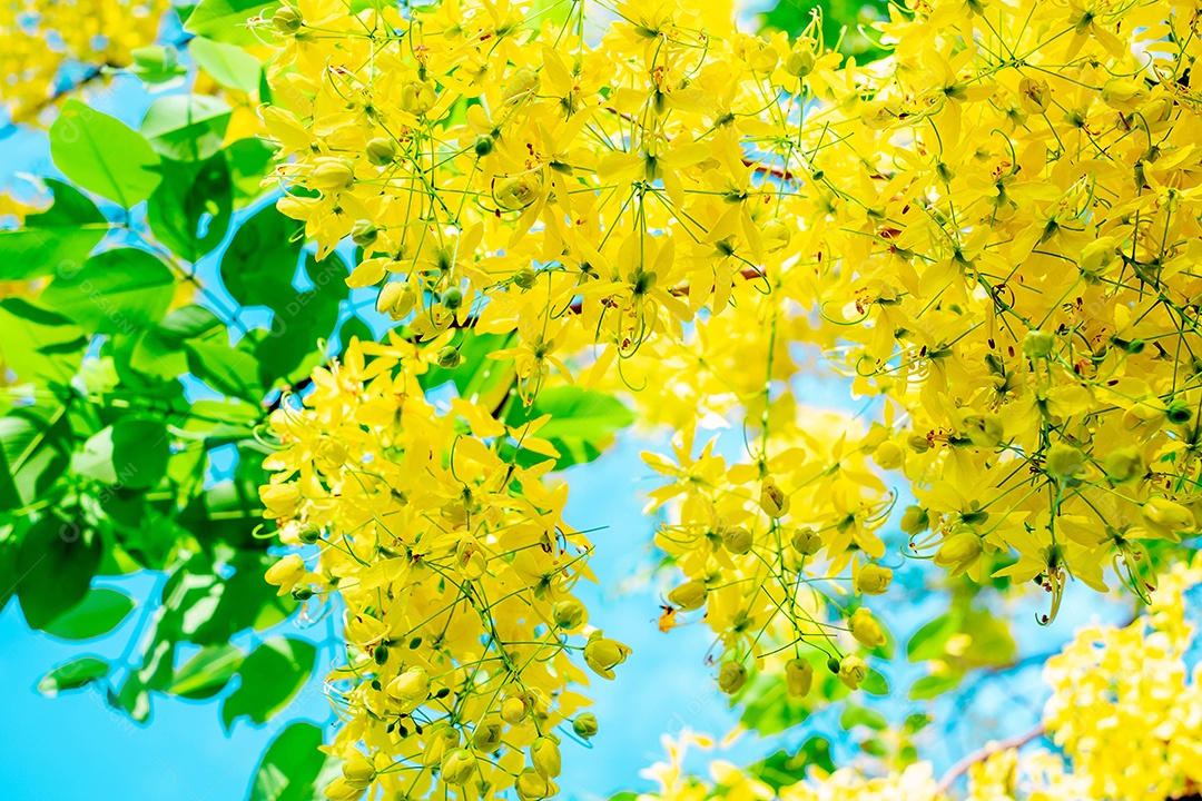 Fístula de Cássia. Flores douradas tailandesas. Buquê amarelo. Flores nacionais da Tailândia. Flores desabrochando no verão da Tailândia. Dok Koon (nome da flor da Tailândia)