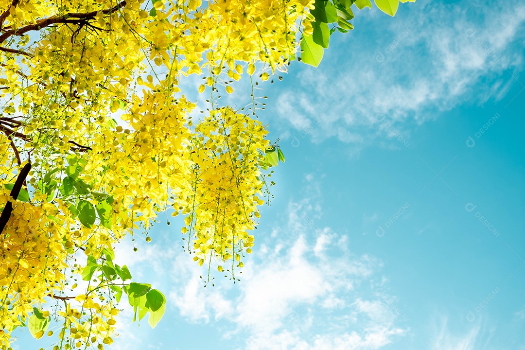Fístula de Cássia. Flores douradas tailandesas. Buquê amarelo. Flores nacionais da Tailândia. Flores desabrochando no verão da Tailândia. Dok Koon (nome da flor da Tailândia)