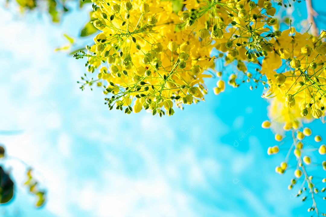 Fístula de Cássia. Flores douradas tailandesas. Buquê amarelo. Flores nacionais da Tailândia. Flores desabrochando no verão da Tailândia. Dok Koon (nome da flor da Tailândia)