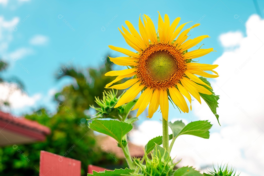 Girassol florescendo, fundo natural.