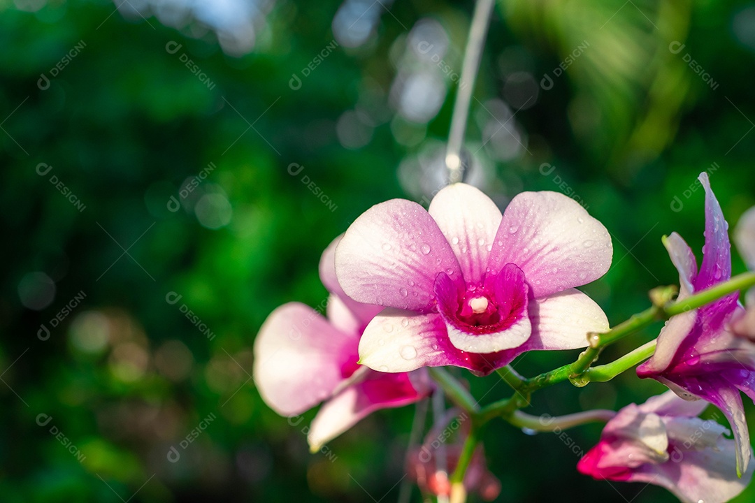 Flor de orquídea no jardim de orquídeas no inverno ou primavera. Flor de orquídea para design de beleza e agricultura de cartão postal. Linda flor de orquídea no jardim, em plena floração na fazenda, sobre fundo verde desfocado