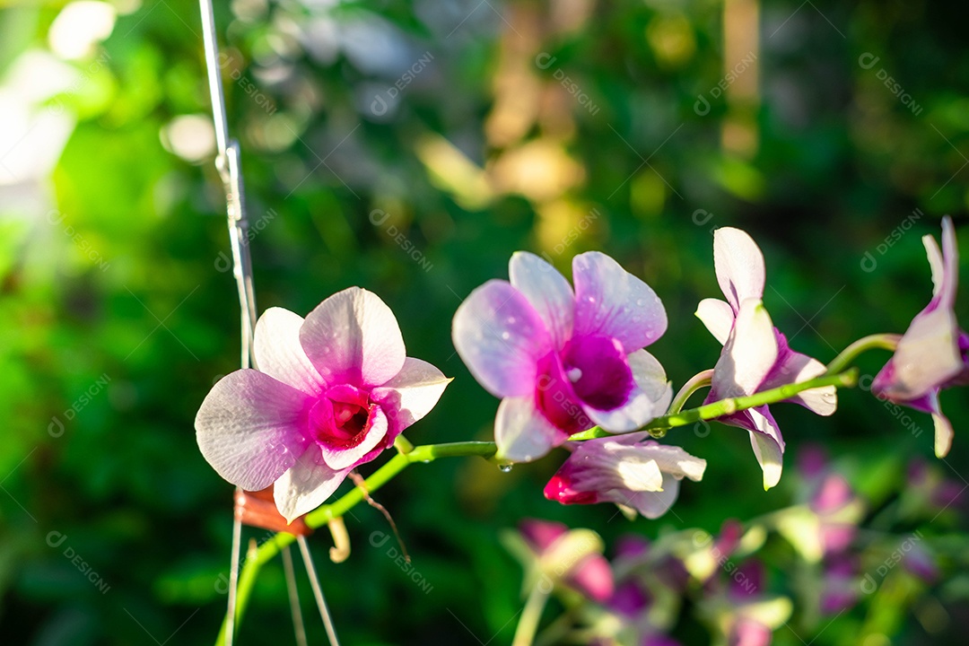 Flor de orquídea no jardim de orquídeas no inverno ou primavera. Flor de orquídea para design de beleza e agricultura de cartão postal. Linda flor de orquídea no jardim, em plena floração na fazenda, sobre fundo verde desfocado