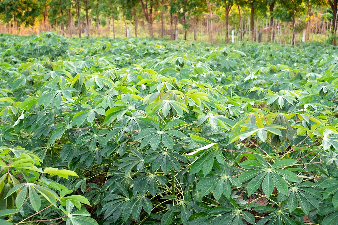 Mandioca, no campo de mandioca na estação chuvosa, é verde e refrescante. Mostra a fertilidade do solo