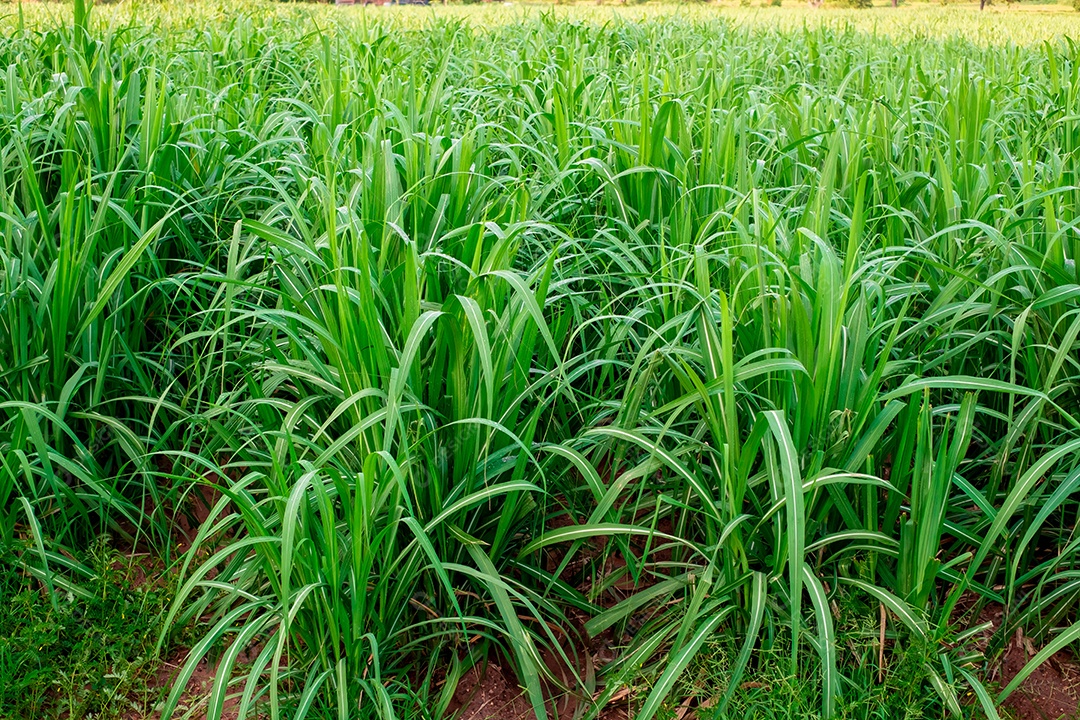 Cana-de-açúcar, nos canaviais na estação chuvosa, tem verdura e frescor. Mostra a fertilidade do solo