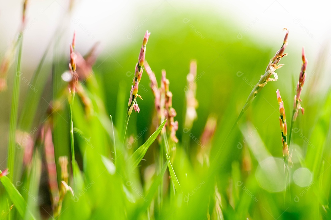Blur photo of grass flowers, take morning in garden