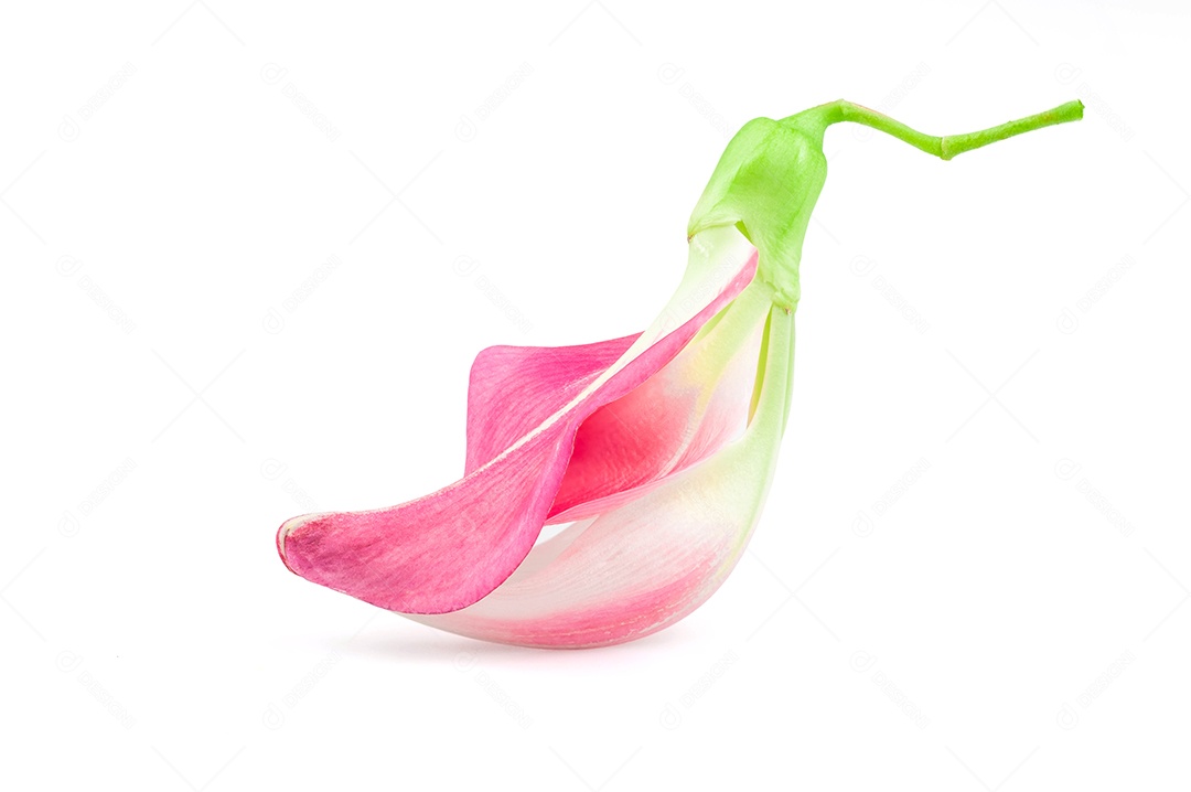 Sesban, flor de beija-flor vegetal. (nome científico Sesbania grandiflora) isolar no fundo branco com traçado de recorte. dokcare ou dokkare (nome da Tailândia)