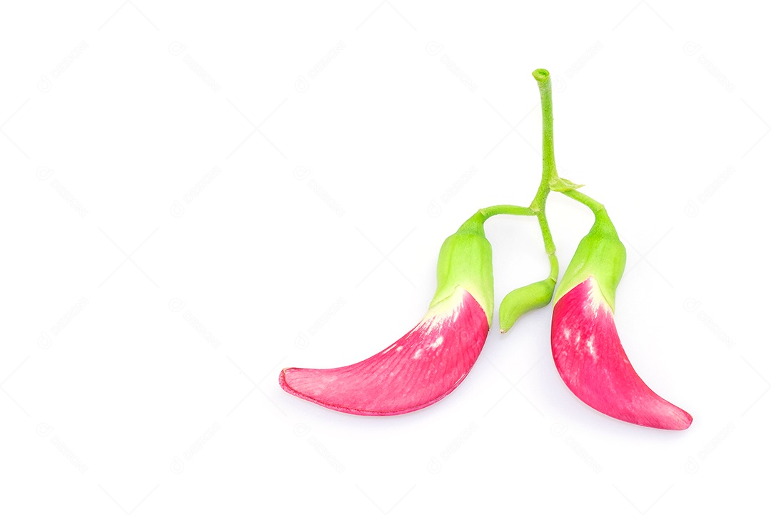 Sesban, flor de beija-flor vegetal. (nome científico Sesbania grandiflora) isolar no fundo branco com traçado de recorte. dokcare ou dokkare (nome da Tailândia)