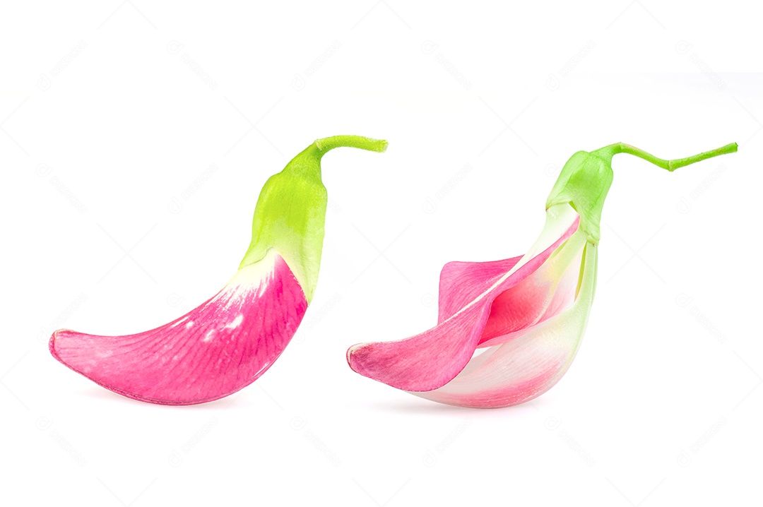 Sesban, flor de beija-flor vegetal. (nome científico Sesbania grandiflora) isolar no fundo branco com traçado de recorte. dokcare ou dokkare (nome da Tailândia)