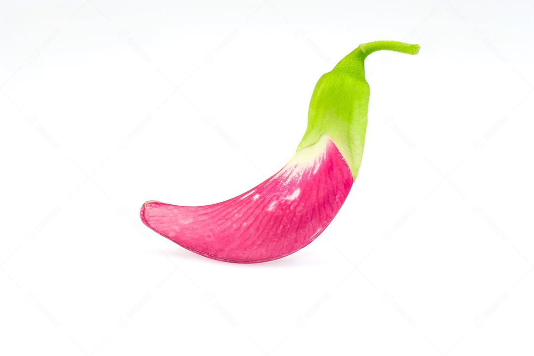 Sesban, flor de beija-flor vegetal. (nome científico Sesbania grandiflora) isolar no fundo branco com traçado de recorte. dokcare ou dokkare (nome da Tailândia)