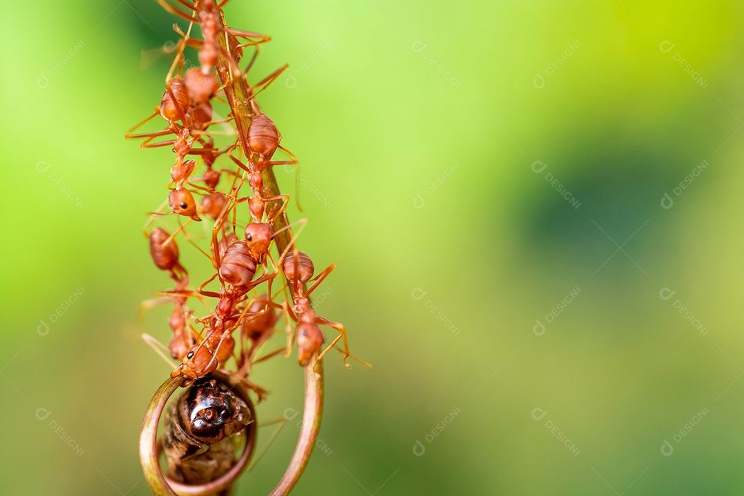 Formiga vermelha, ação ajudando a comida no galho grande árvore, no jardim entre folhas verdes desfocar o fundo do olho e fundo preto