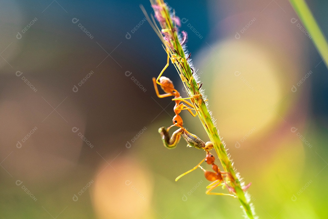 Formiga vermelha, ação ajudando a comida no galho grande árvore, no jardim entre folhas verdes desfocar o fundo do olho e fundo preto