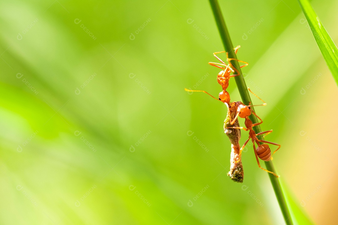 Formiga vermelha, ação ajudando a comida no galho grande árvore, no jardim entre folhas verdes desfocar o fundo do olho e fundo preto