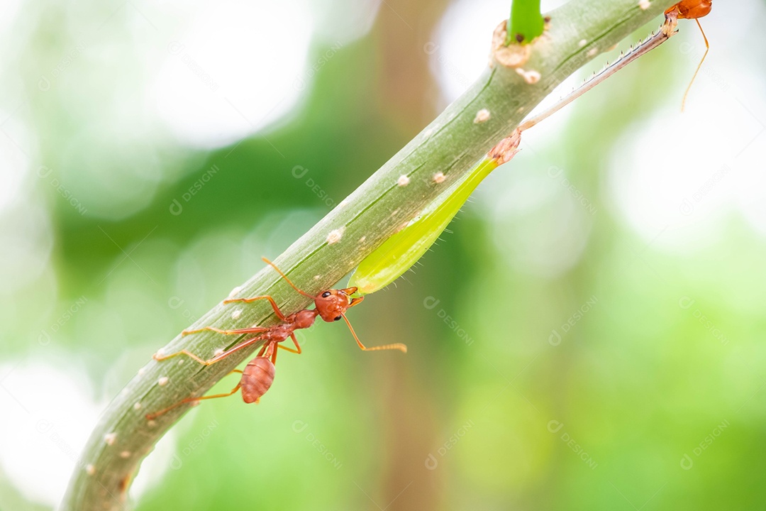 Formiga vermelha, ação ajudando a comida no galho grande árvore, no jardim entre folhas verdes desfocar o fundo do olho e fundo preto