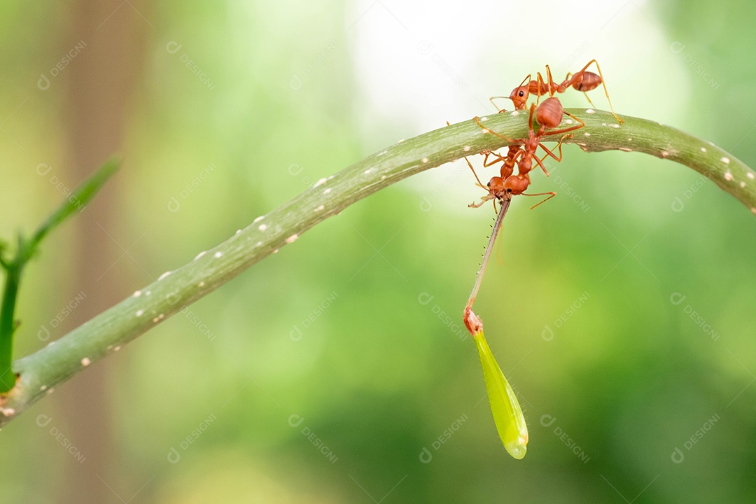Formiga vermelha, ação ajudando a comida no galho grande árvore, no jardim entre folhas verdes desfocar o fundo do olho e fundo preto