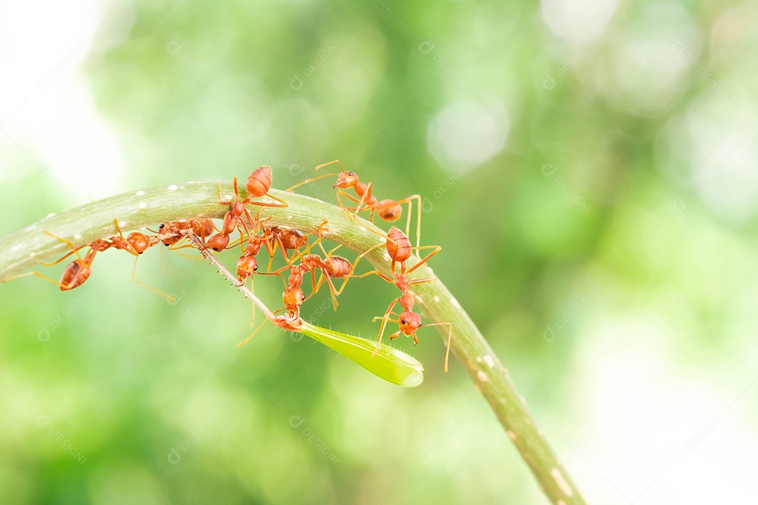 Formiga vermelha, ação ajudando a comida no galho grande árvore, no jardim entre folhas verdes desfocar o fundo do olho e fundo preto