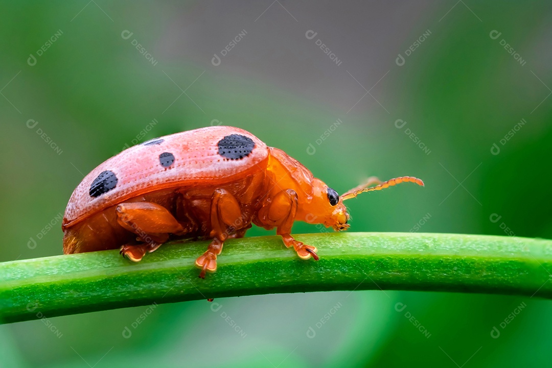 Podontia affinis indochinensis (Chrysomelidae), joaninha no galho da árvore entre folhas verdes desfocar o fundo, ponto de foco seletivo, macro