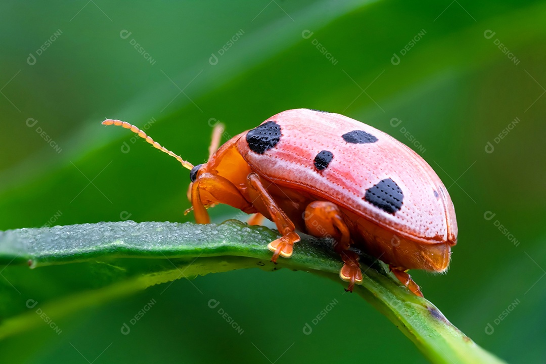 Podontia affinis indochinensis (Chrysomelidae), joaninha no galho da árvore entre folhas verdes desfocar o fundo, ponto de foco seletivo, macro