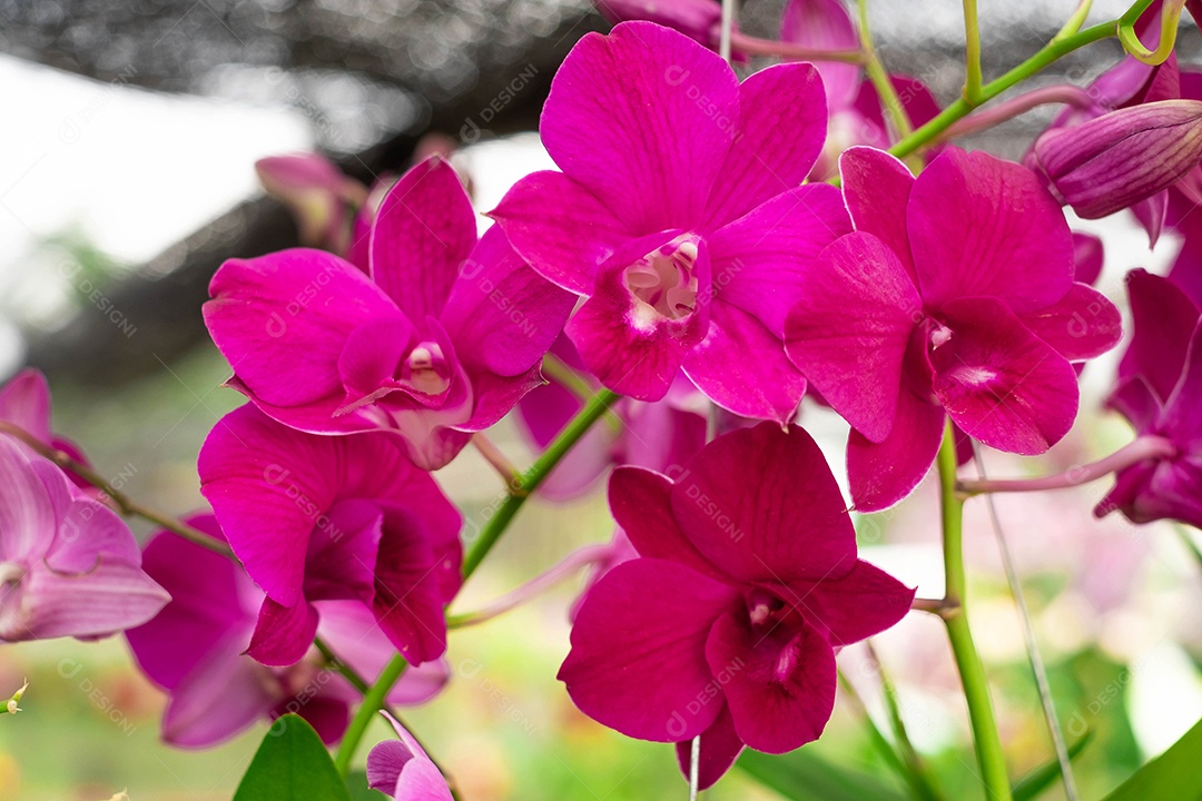 Flor de orquídea no jardim de orquídeas no inverno ou primavera. Flor de orquídea para design de beleza e agricultura de cartão postal