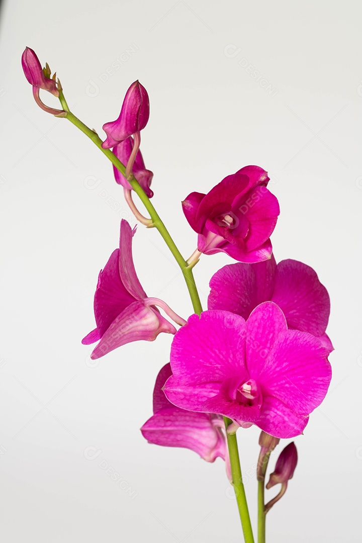 orquídea rosa isolada no fundo branco
