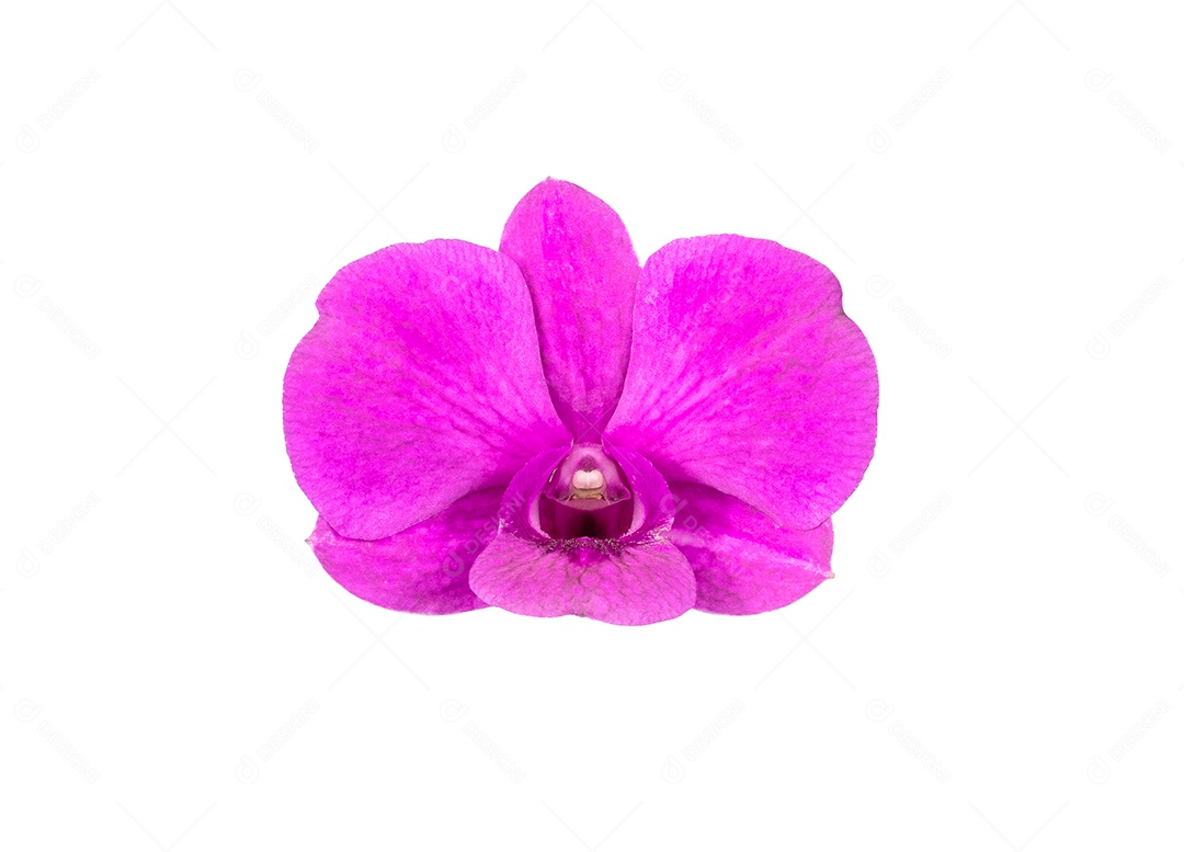 orquídea rosa isolada no fundo branco