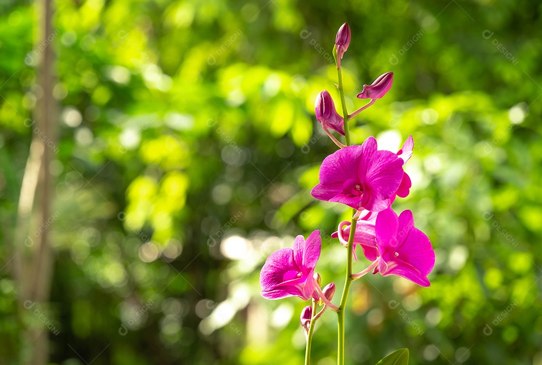 Flor de orquídea no jardim de orquídeas no inverno ou primavera. Flor de orquídea para design de beleza e agricultura de cartão postal