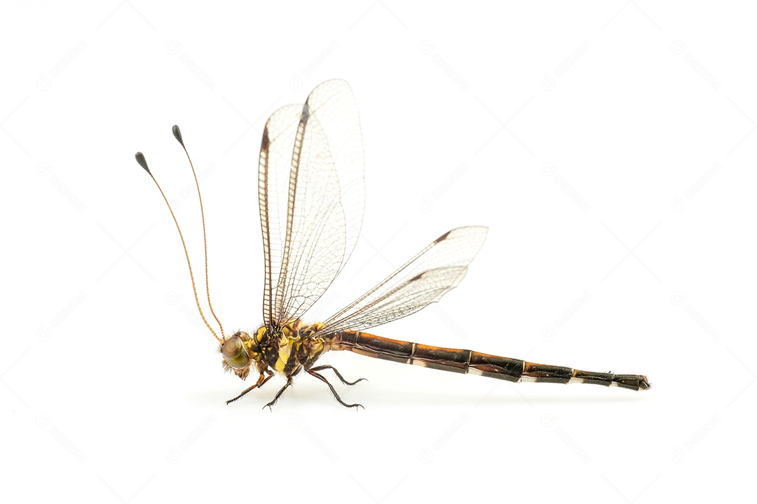 libélula, asa de libélula em alta definição em fundo branco, macro