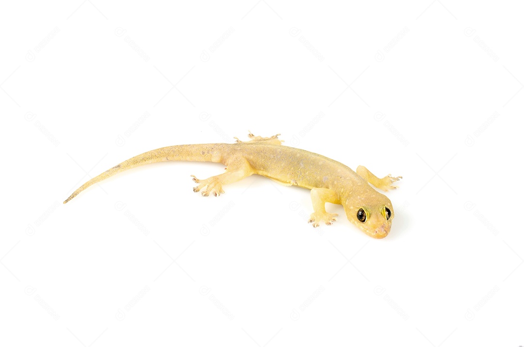 O lagarto da casa isolou o fundo branco com trajeto de grampeamento