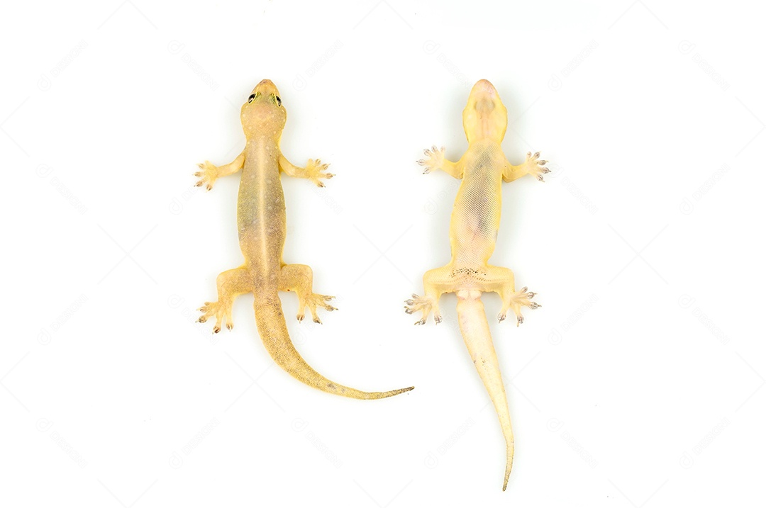 O lagarto da casa isolou o fundo branco com trajeto de grampeamento