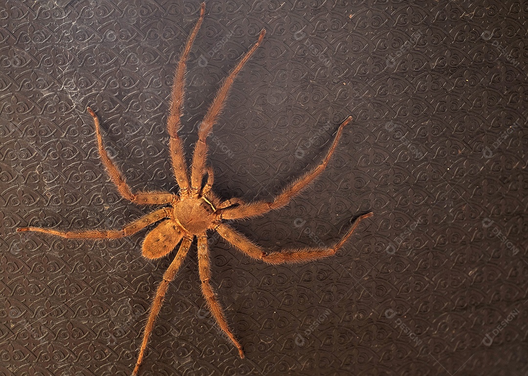 grande aranha em fundo preto