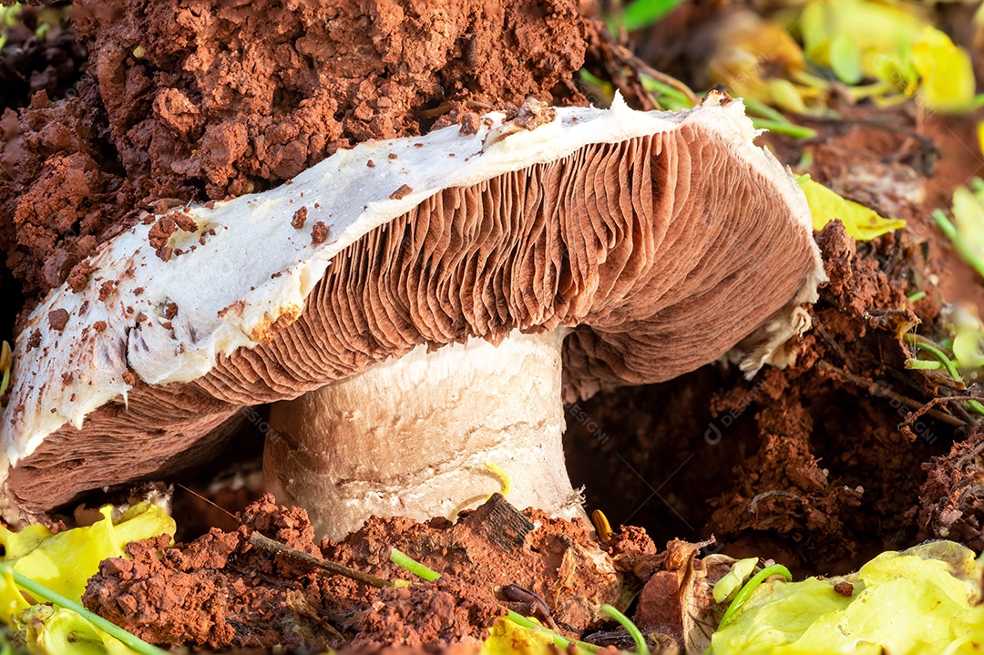 Cogumelos estão emergindo do solo na estação chuvosa, macro.
