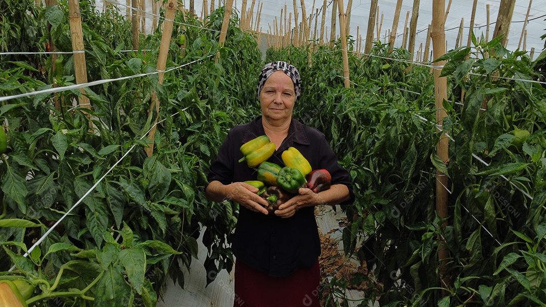 Mulher idosa agricultora colhendo pimentões