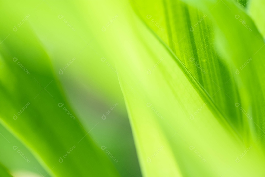 Visão da natureza da folha verde no fundo de vegetação turva no jardim com espaço de cópia usando como pano de fundo a paisagem natural de plantas verdes, ecologia, papel de parede fresco