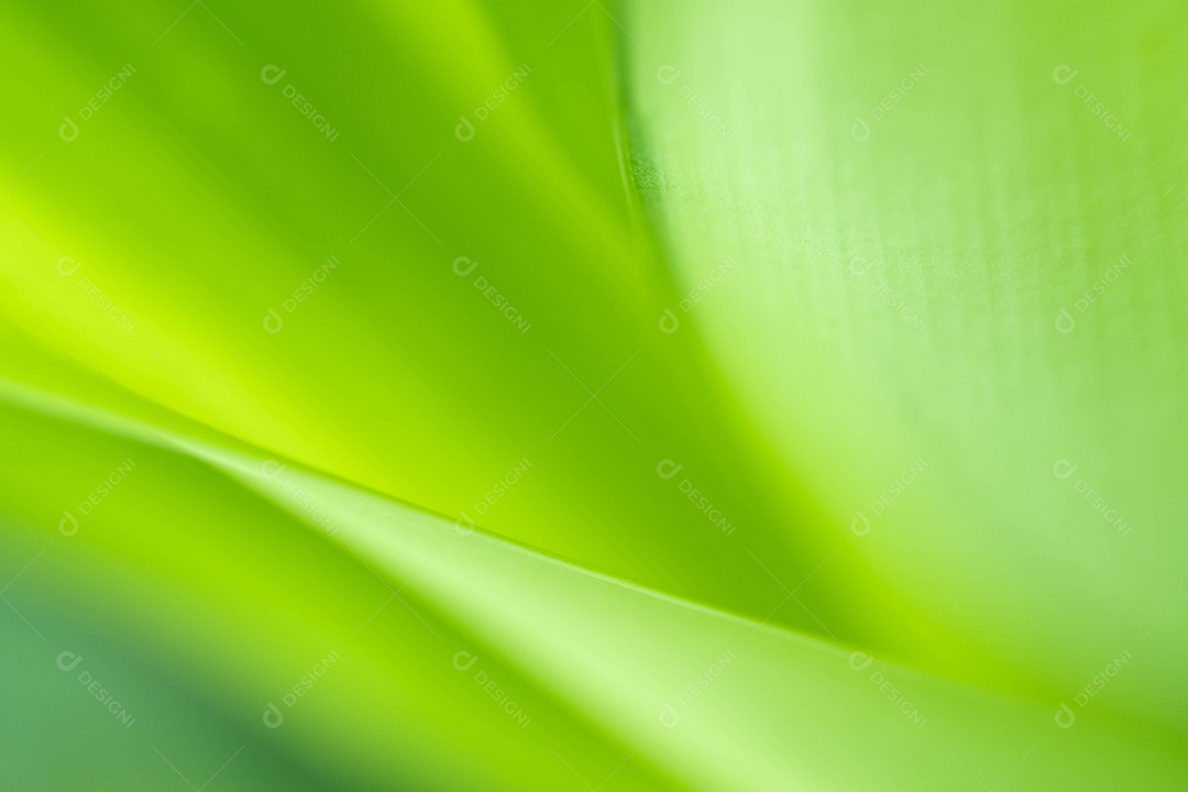 Visão da natureza da folha verde no fundo de vegetação turva no jardim com espaço de cópia usando como pano de fundo a paisagem natural de plantas verdes, ecologia, papel de parede fresco