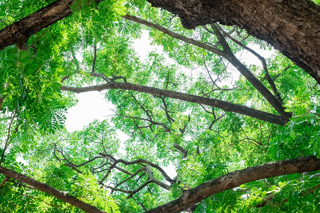 Grandes galhos e folhas verdes exuberantes na estação chuvosa. Retirado do canto inferior
