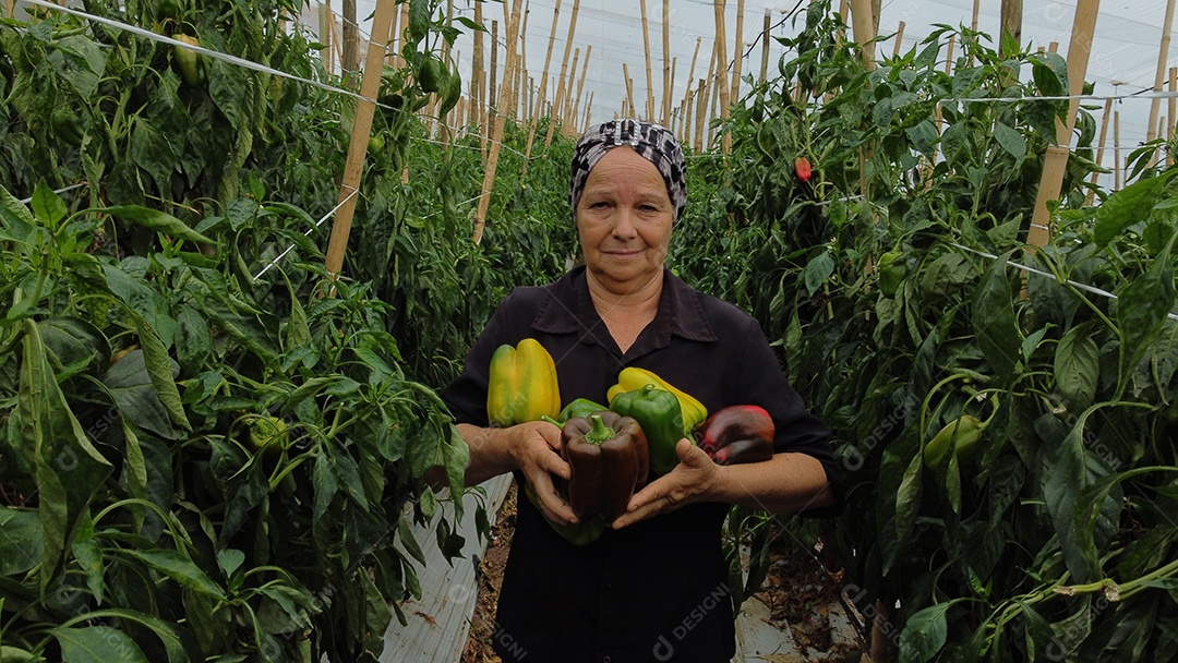 Mulher idosa agricultora colhendo pimentões