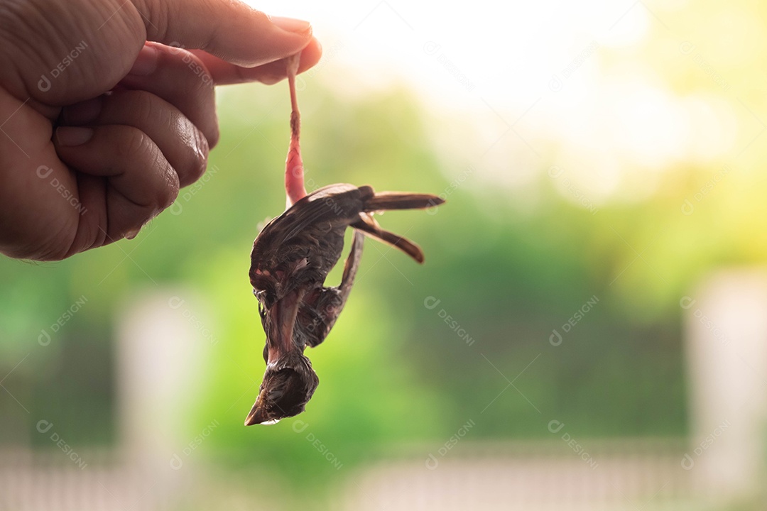 A mão que pega o pássaro morto da queda, o pássaro sedento